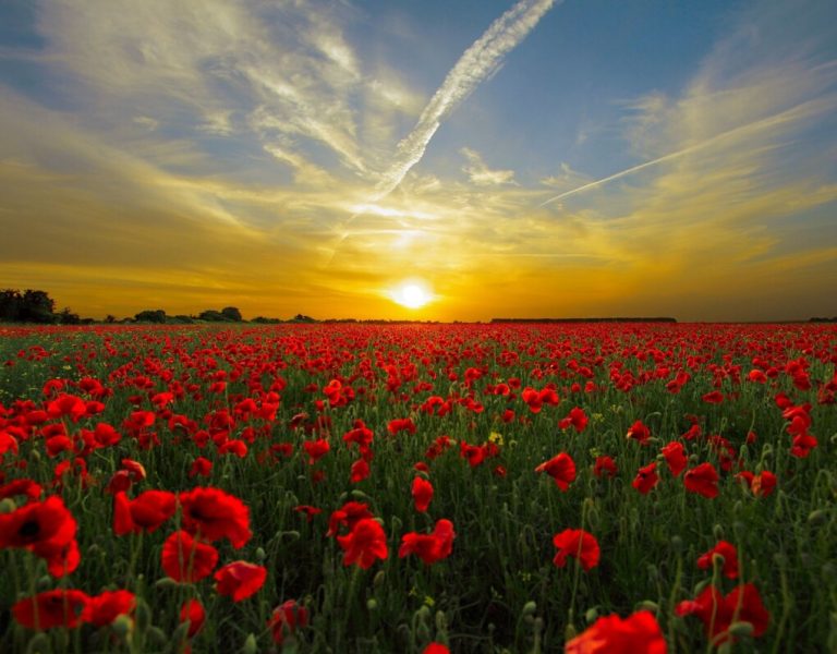 Sunset Poppy