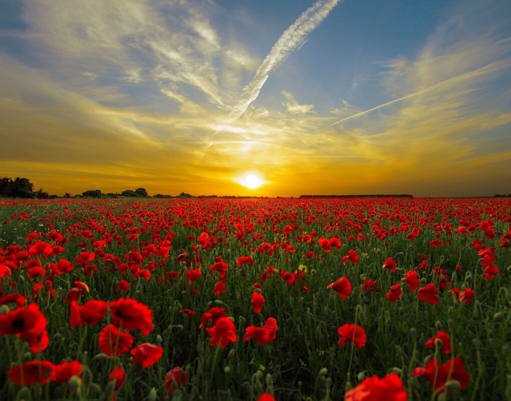 Sunset Poppy