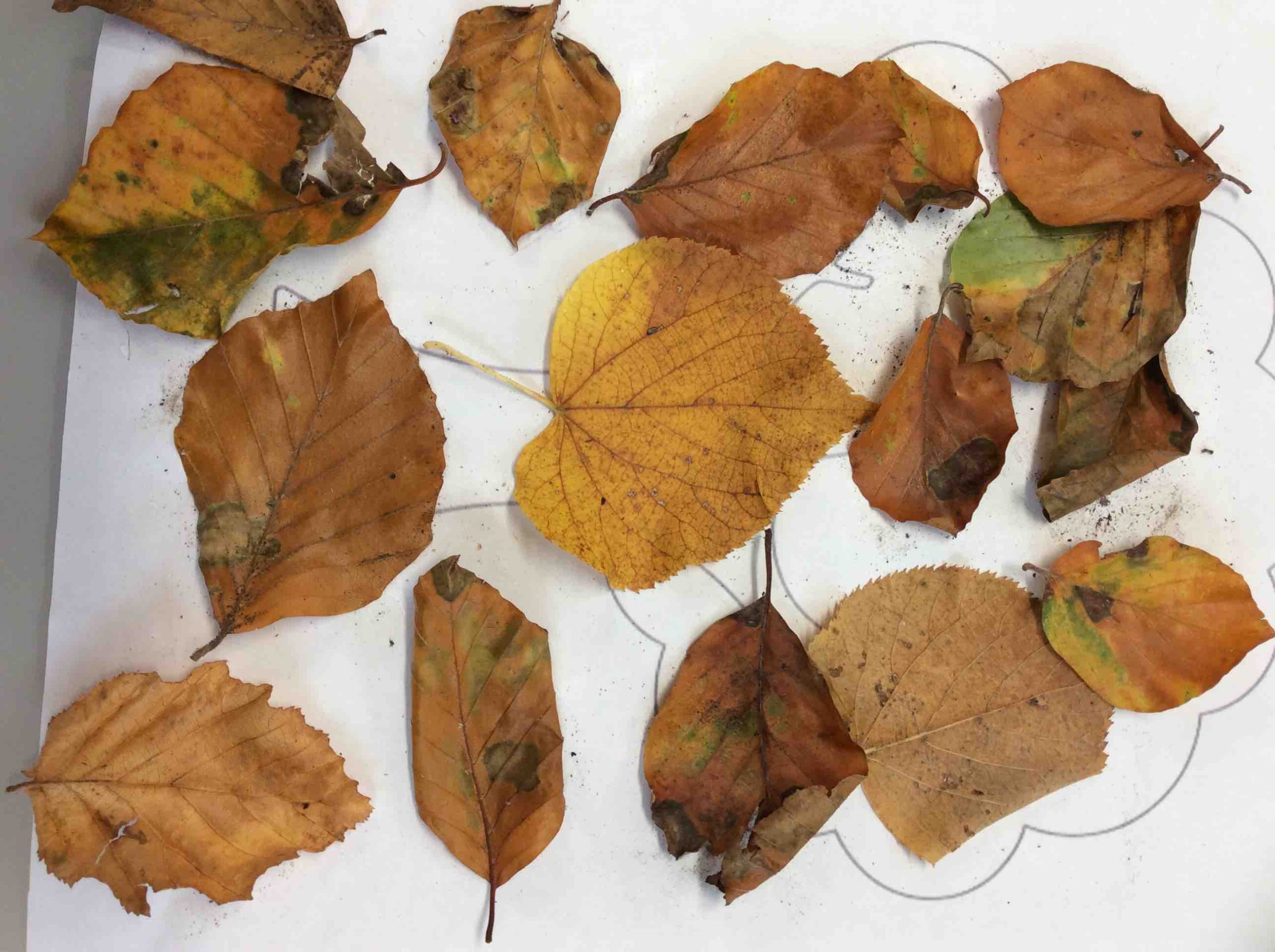 Autumn leaves artwork Nursery